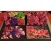 Greetings Cards - Heuchera Single