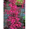 Heuchera 'Lily the Pink'