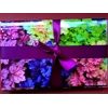 Greetings Cards - Heuchera Pack of 4 mixed