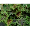 Tiarella 'Sylvan Lace