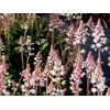Tiarella 'Sylvan Lace
