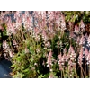 Tiarella 'Sylvan Lace