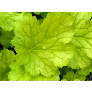 Heuchera 'Dizzi Blonde'