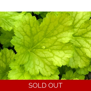 Heuchera 'Dizzi Blonde'