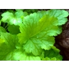 Heuchera 'Dizzi Blonde'