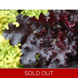 Heuchera 'Black Beauty'