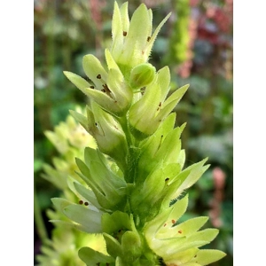 Heuchera 'Green Goddess'