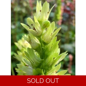 Heuchera 'Green Goddess'