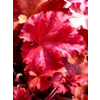 Heuchera 'Tangerine Wave'