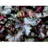 Heuchera 'Black Pearl' primo