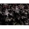Heuchera 'Black Pearl' primo