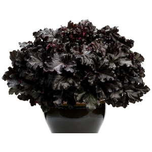 Heuchera 'Black Pearl' primo