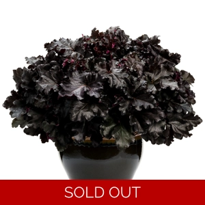 Heuchera 'Black Pearl' primo
