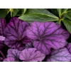 Heuchera 'Wild Rose'