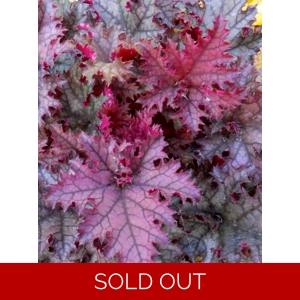 Heuchera 'Purple Crinkle'