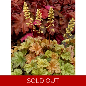 Heuchera 'Topaz Jazz'