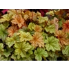 Heuchera 'Topaz Jazz'