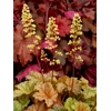 Heuchera 'Topaz Jazz'