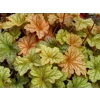 Heuchera 'Topaz Jazz'