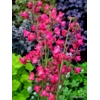 Heuchera 'Dewdrops'