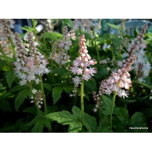 Tiarella 'Jeepers Creepers'