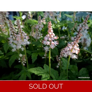 Tiarella 'Jeepers Creepers'