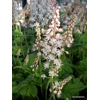 Tiarella 'Jeepers Creepers'