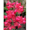 Heuchera 'Coral Petite'