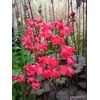 Heuchera 'Coral Petite'
