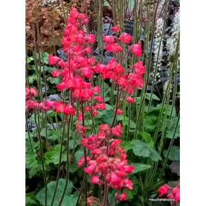 Heuchera 'Coral Petite'