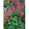 Heuchera 'Coral Petite'