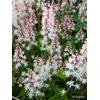Tiarella 'Fairy's Footsteps'