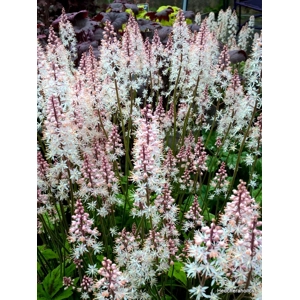 Tiarella 'Fairy's Footsteps'