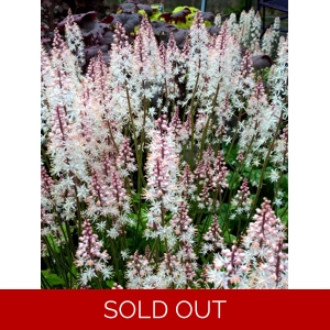 Tiarella 'Fairy's Footsteps'