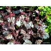 Heuchera 'Red Pearls'