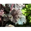 Heuchera 'Red Pearls'