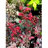 Heuchera 'Red Pearls'