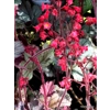 Heuchera 'Red Pearls'