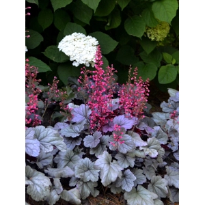 Heuchera 'Silver Gumdrop'