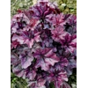 Heuchera 'Mulberry' Indian Summer Series