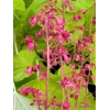 Heuchera 'Northern Exposure Lime'