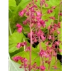Heuchera 'Northern Exposure Lime'