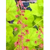 Heuchera 'Northern Exposure Lime'