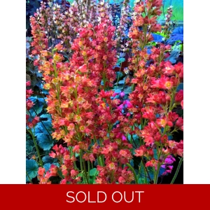 Heuchera 'Terracotta Warrior'