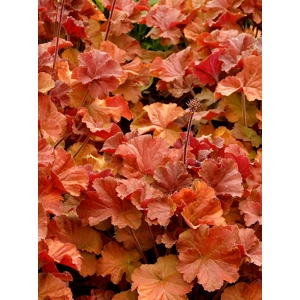 Heuchera 'Northern Exposure Amber'