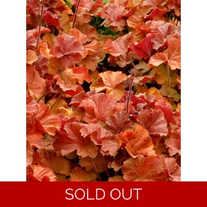 Heuchera 'Northern Exposure Amber'