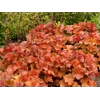 Heuchera 'Northern Exposure Amber'