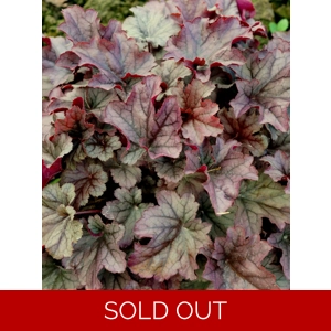 Heuchera 'Huckleberry' - Indian Summer Series