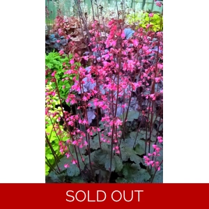Heuchera 'Black Cherry'