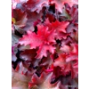 Heuchera 'Taeberry' indian Summer Series